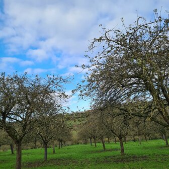 calvados #4 "Le Bouc" (1973) - Malternative Belgium (Giard) - 45% 70cl