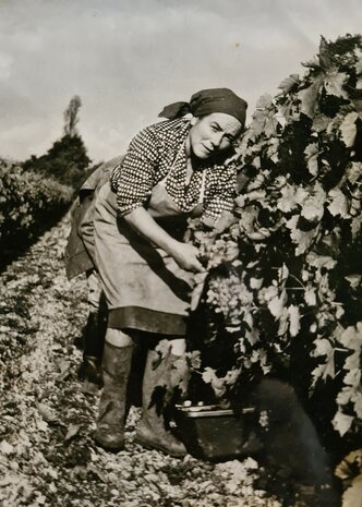 cognac #48 "Le Prullepie" (Lot 79 FB) - Malternative Belgium (Marie Foucher) - 54,1% 70cl